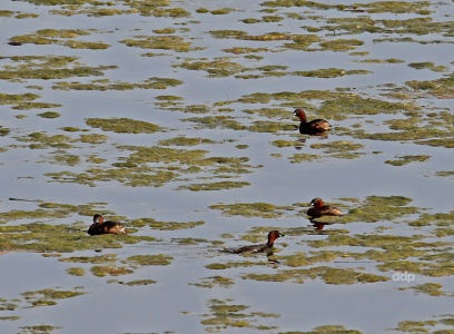 Little Grebes (Tachybaptus ruficollis) Alan Prowse